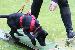 Welpen  23.08.2025 45